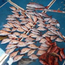 十八宝洋丸 釣果