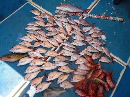 十八宝洋丸 釣果
