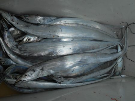 大進丸（愛知） 釣果