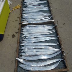 大進丸（愛知） 釣果