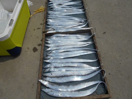 大進丸（愛知） 釣果