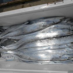 大進丸（愛知） 釣果