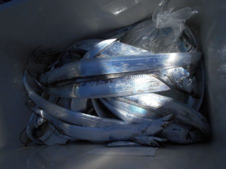 大進丸（愛知） 釣果