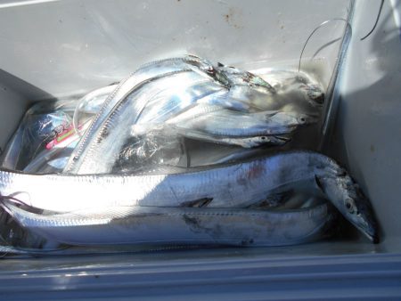 大進丸（愛知） 釣果