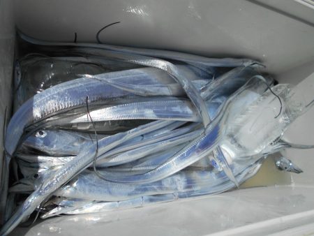 大進丸（愛知） 釣果