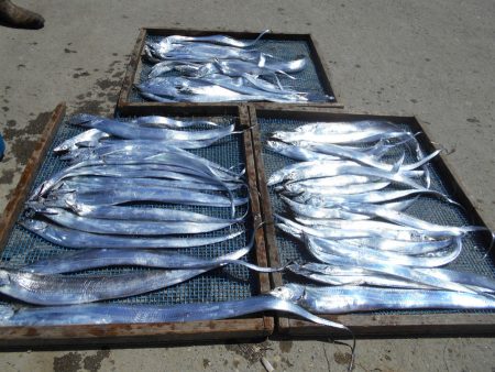 大進丸（愛知） 釣果