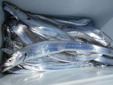 大進丸（愛知） 釣果