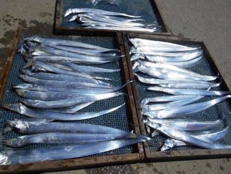 大進丸（愛知） 釣果