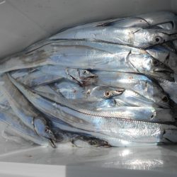 大進丸(愛知) 釣果