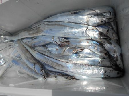 大進丸(愛知) 釣果