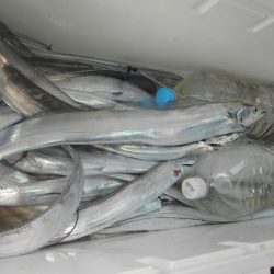 大進丸(愛知) 釣果