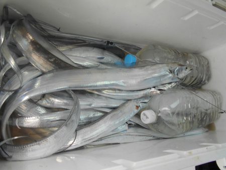 大進丸(愛知) 釣果