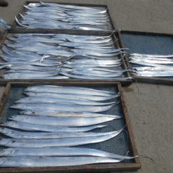 大進丸(愛知) 釣果