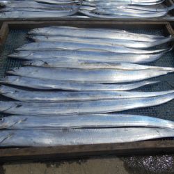 大進丸(愛知) 釣果