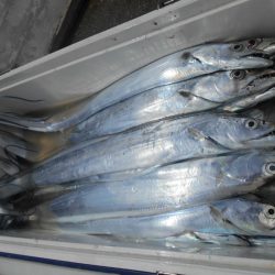 大進丸(愛知) 釣果