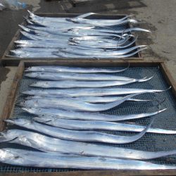 大進丸(愛知) 釣果