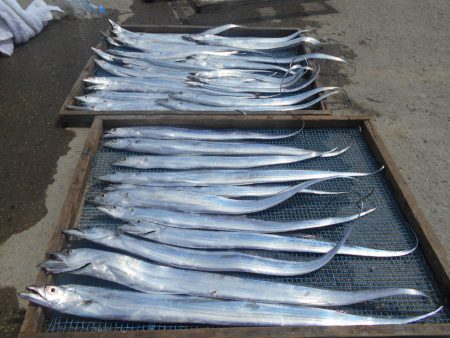 大進丸(愛知) 釣果