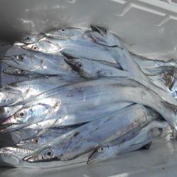 大進丸(愛知) 釣果