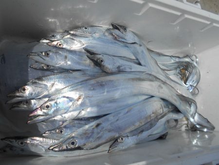 大進丸(愛知) 釣果
