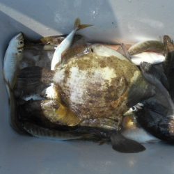 こかわ渡船　雅丸 釣果