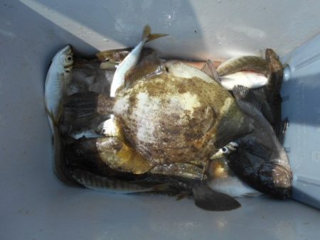 こかわ渡船　雅丸 釣果