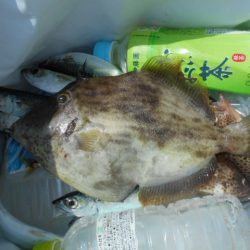 こかわ渡船　雅丸 釣果