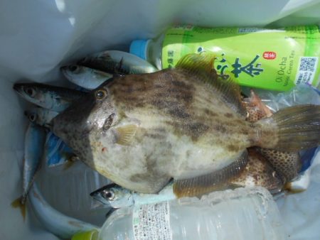 こかわ渡船　雅丸 釣果