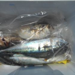 こかわ渡船 雅丸 釣果