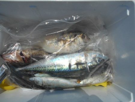 こかわ渡船 雅丸 釣果