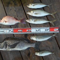 こかわ渡船 雅丸 釣果