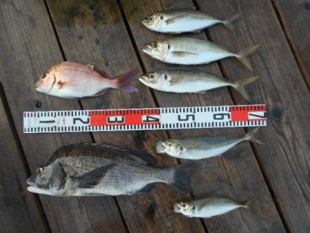 こかわ渡船　雅丸 釣果