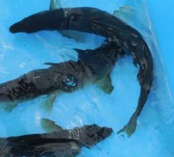 会津大川（会津非出資漁業協同組合） 釣果