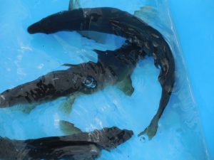 会津大川（会津非出資漁業協同組合） 釣果