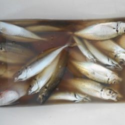 こかわ渡船 雅丸 釣果