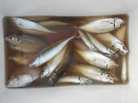 こかわ渡船 雅丸 釣果