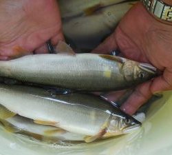 会津大川（会津非出資漁業協同組合） 釣果