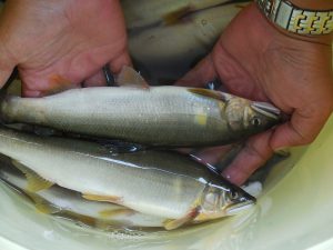 会津大川（会津非出資漁業協同組合） 釣果