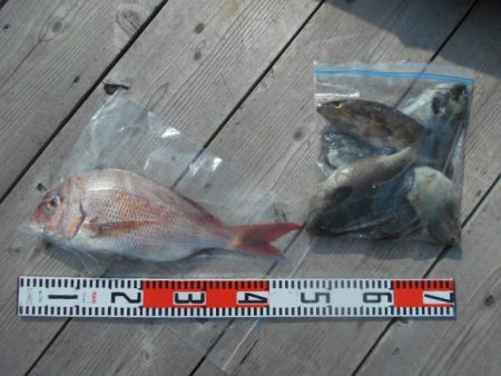 こかわ渡船　雅丸 釣果