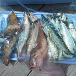 こかわ渡船　雅丸 釣果