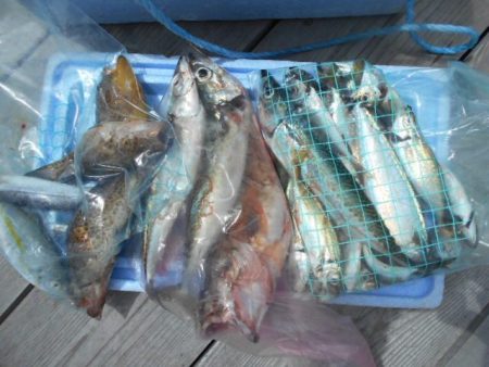 こかわ渡船　雅丸 釣果