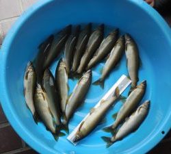 会津大川（会津非出資漁業協同組合） 釣果