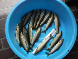 会津大川（会津非出資漁業協同組合） 釣果