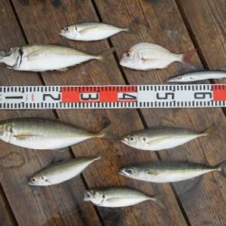 こかわ渡船　雅丸 釣果