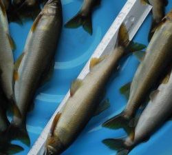 会津大川（会津非出資漁業協同組合） 釣果