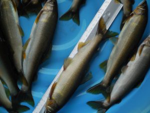 会津大川（会津非出資漁業協同組合） 釣果