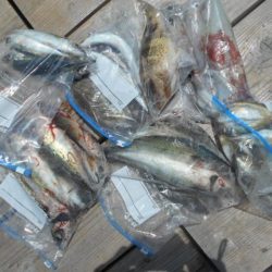 こかわ渡船　雅丸 釣果