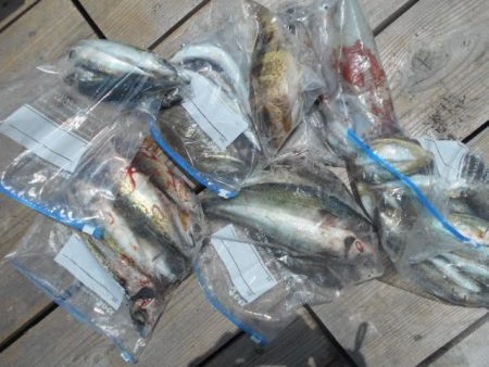 こかわ渡船　雅丸 釣果