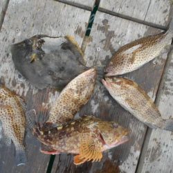 こかわ渡船　雅丸 釣果