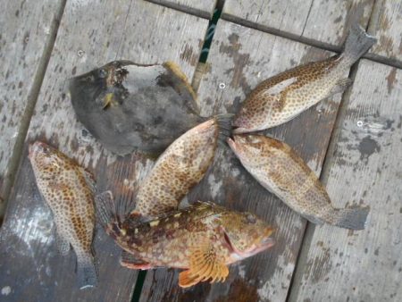 こかわ渡船　雅丸 釣果