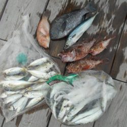 こかわ渡船　雅丸 釣果